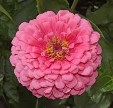 Medium Bouquet