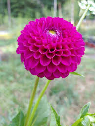 Large bouquet